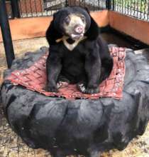 A little sunbear enjoying his new bed