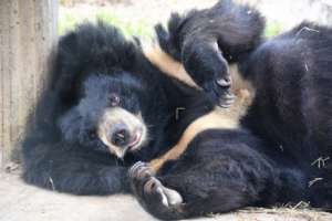 A moonbear enjoying some rest