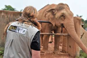 Assessing the welfare needs of this gentle giant!