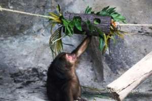A macaque enjoying a puzzle feeder
