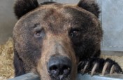 Improving Welfare For Captive Bears & All Animals