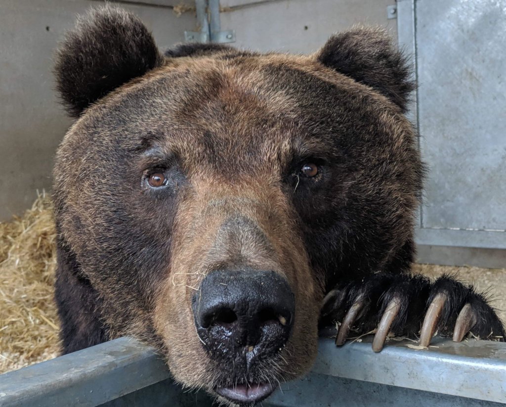 Improving Welfare For Captive Bears & All Animals