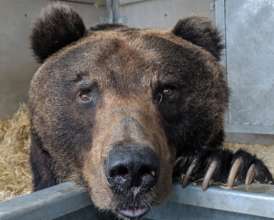 Improving Welfare For Captive Bears & All Animals