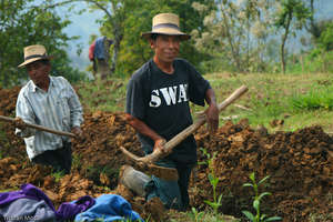 Digging Trenches for Drainage Field