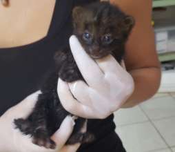 Jaguarundi baby that arrived today (5/18)