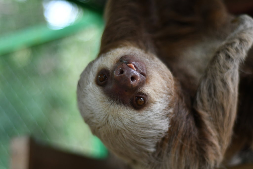 Help Rehabilitate Sloths and Costa Rican Wildlife