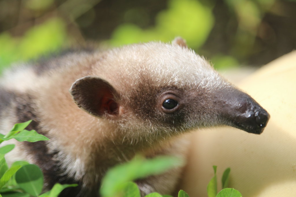 Help Rehabilitate Sloths and Costa Rican Wildlife