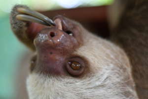 Two-fingered sloth