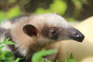Northern Tamandua