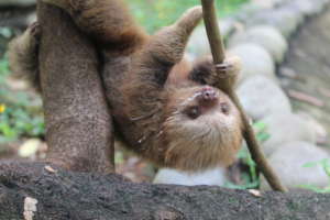 Help Rehabilitate Sloths and Costa Rican Wildlife