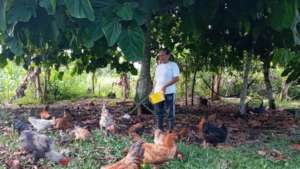 Mrs. Vistin feeding chickens