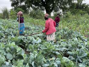 Farmers harvesting kale for the school lunch