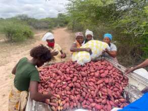 Farmers selling sweet potatoes to the schools