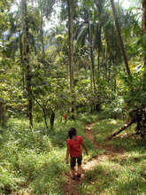 Panamanian Jungle