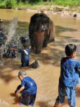 Bathing elephants