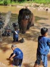 Bathing elephants