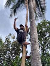 Climbing a Tree to get Internet Signal