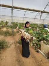 Visiting at their work place: hanging strawberries