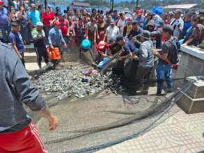 Tilapia collected to distribute to the people