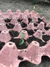 Seeds!