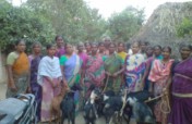 Goats for Tamil Nadu Cyclone Nivar recovery