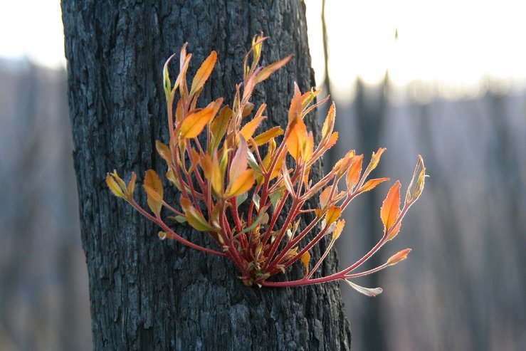 Rebuilding sustainable homes after bushfires