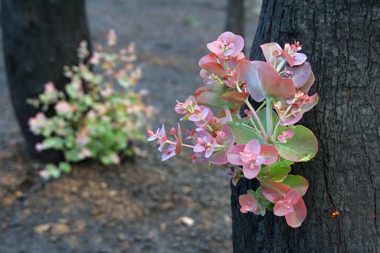 Rebuilding sustainable homes after bushfires