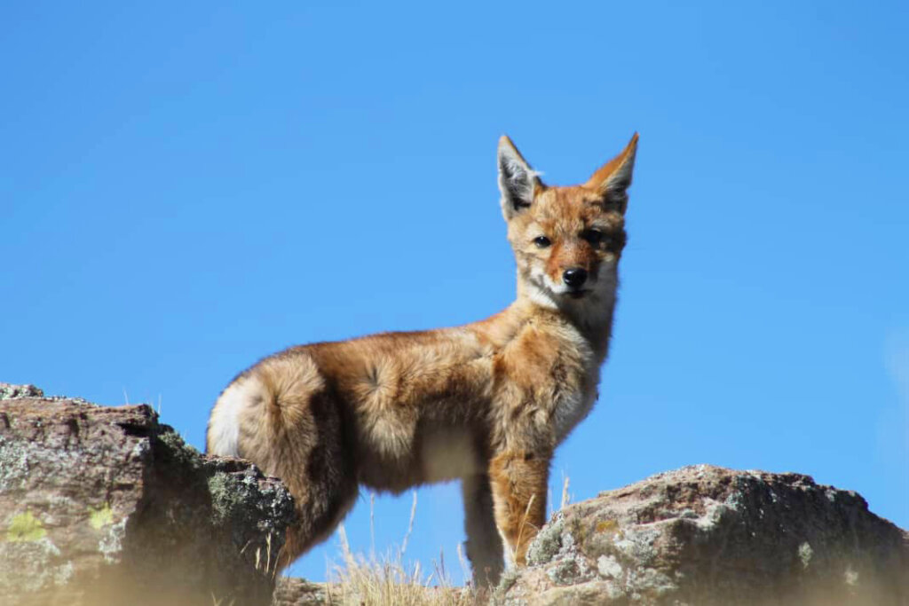 At least two pups have been born  Admassu Getaneh