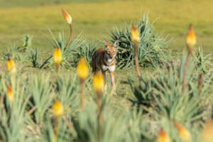 An Ethiopian Wolf in the Bale Mountains