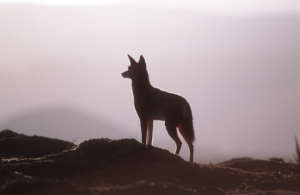 Ethiopian Wolf Image  Martin Harvey