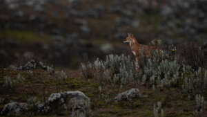A rare Ethiopian wolf at dusk (c) R Marchegian