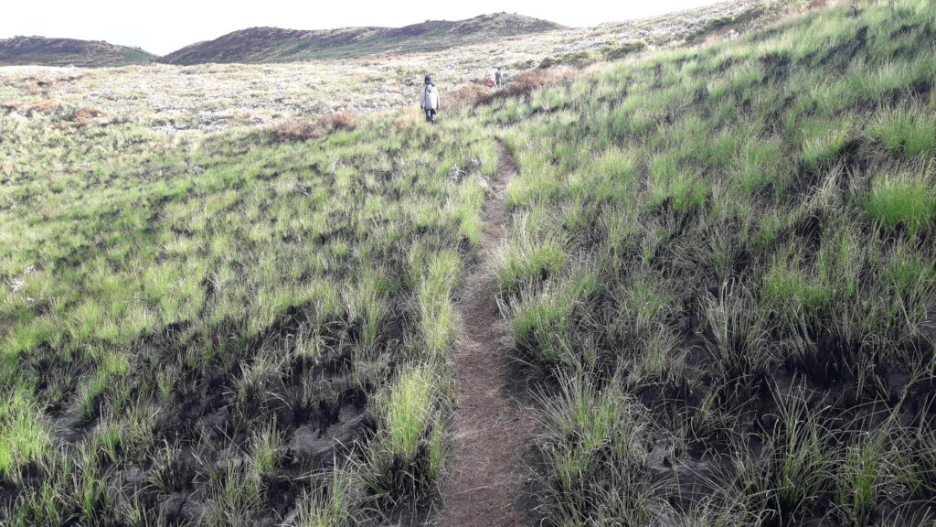 New shoots of guassa grass spring from the ground
