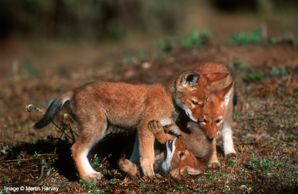 Help The Ethiopian Wolf, The World's Rarest Canid