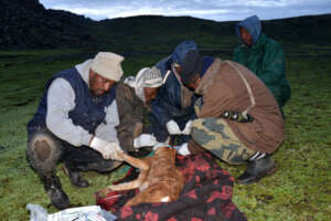 Vaccination in progress (c) Eric Bedin EWCP