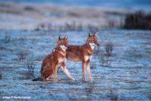 Help The Ethiopian Wolf, The World's Rarest Canid