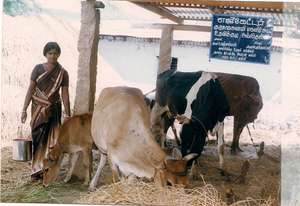 Give micro credit loans to Women in India