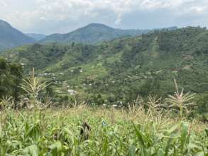 CHF maize farm