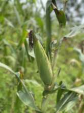 maize at 10 weeks