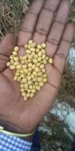 close look of soybean product