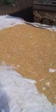 soybean drying up