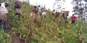Harvesting of the maize