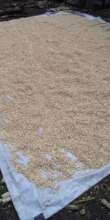 drying Maize