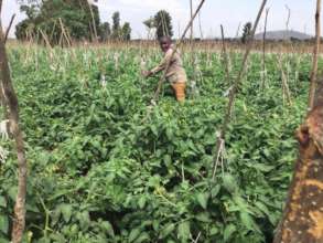 Acres of land to buy in Masisi Village