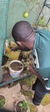 Looking for Growth in the Greenhouse