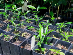 Native Daintree Seedlings