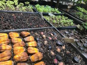 Native Daintree seeds germinating