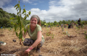 Build a Native Tree Nursery for the Daintree