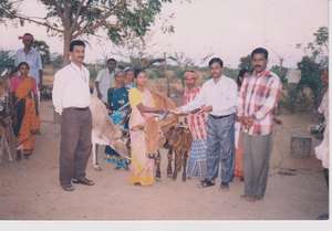 providing cow