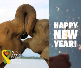 Wish you a Happy New Year!