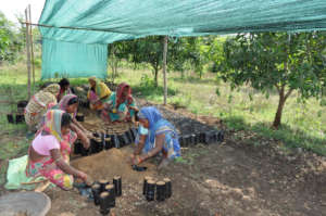 Empowering native women to create nursery saplings